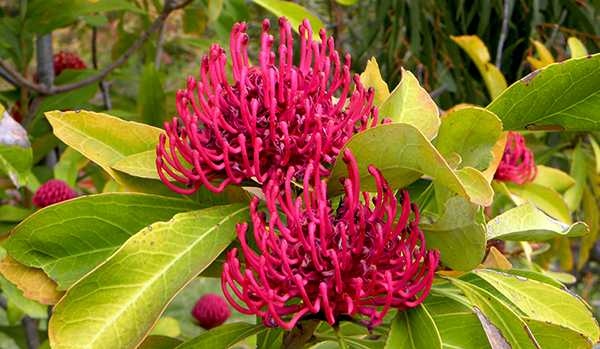 Teopea 'Fireball' with magenta flowers