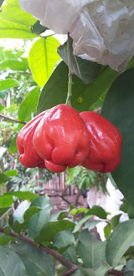 Menanam Jambu Irung Petruk Banyak Untungnya