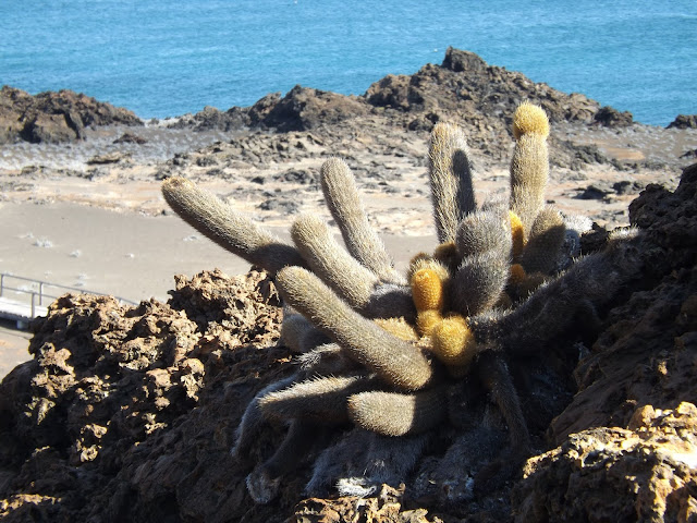 Cactus en Isla Bartolomé, Islas Galápagos