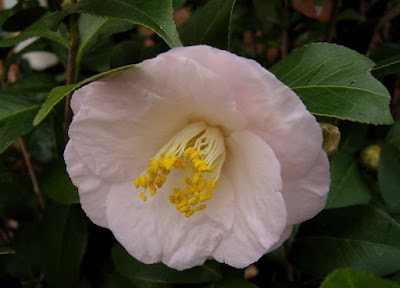 Camellia japonica 'April Blush'