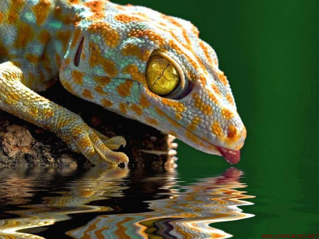 wallpaper, desktop wallpaper,gecko, gecko images, animals