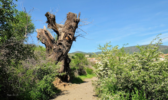 Tronco de castaño, Jérez del Marquesado