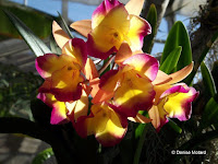 Yellow-purple orchids, Foster Botanical Garden - Honolulu, HI