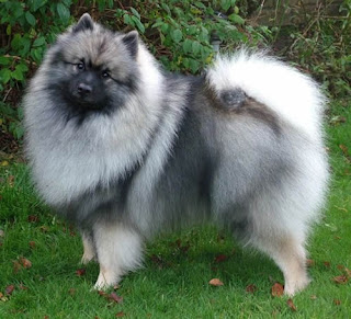 keeshond puppy pets dog animal deutscher wolfsspitz