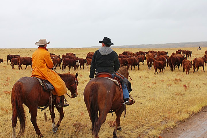 Image result for cowboys and cattle