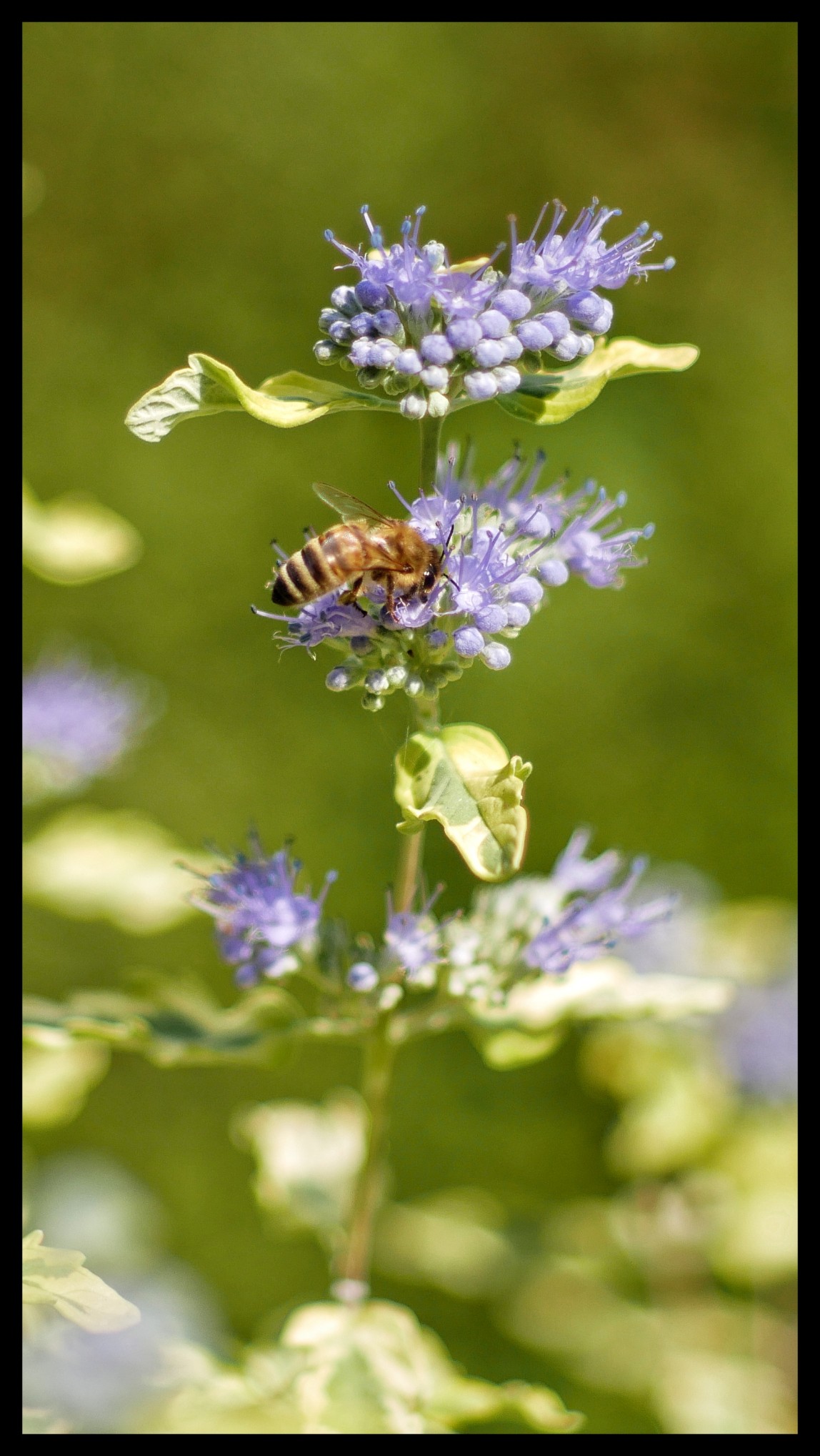 phacelia