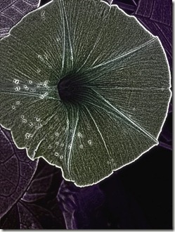 Gray Morning Glory