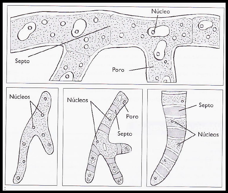 Fig. 22: Tipos de hifas.