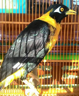 Suara Burung Mino Emas (Golden Myna)