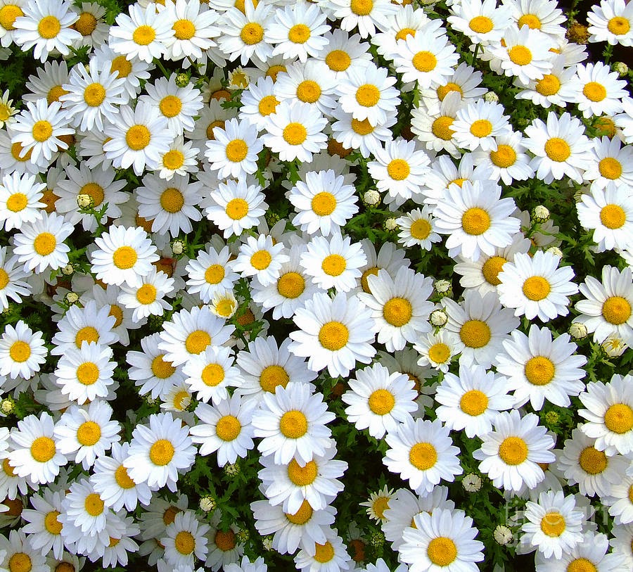  Daisy  Flower atau Bunga  Aster