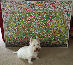 Cute west highland white terrier westie sitting pretty in front of a large green soccer themed puzzle