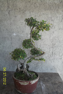 bonsai serut 3