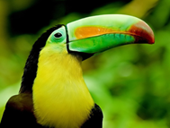 tucan