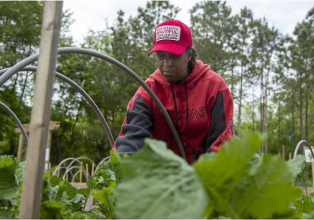 Fazenda deixa pessoas carentes colherem frutas e vegetais de graça (EStados Unidos)