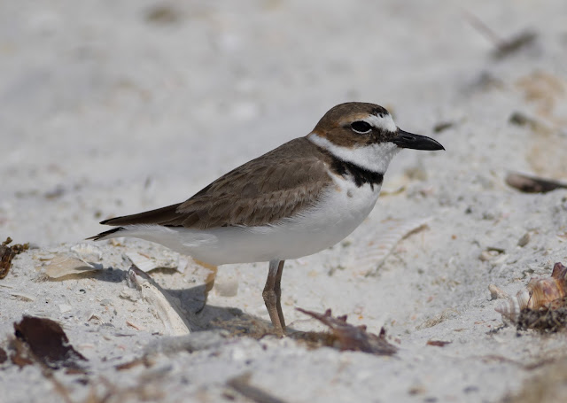 Wilson's Plover - Carlos Pointe, Florida