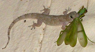 A lagartixa-doméstica-tropical (Hemidactylus mabouia) é uma espécie de lagartixa de pequenas dimensões (de 20 mm a 110 mm), que anda nas paredes das casas, sobretudo quando chove. A dieta deste animal é variada, inclui animais como aranhas, escorpiões, insetos, em especial baratas e espécies Orthoptera, e até outras lagartixas.