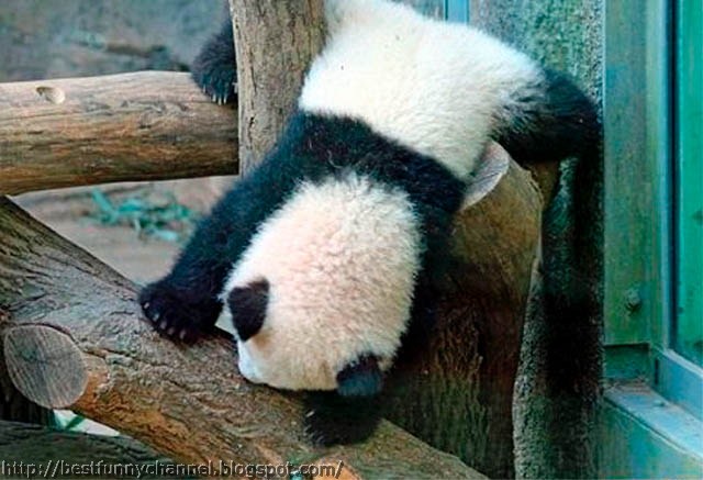 panda bears pictures 9
