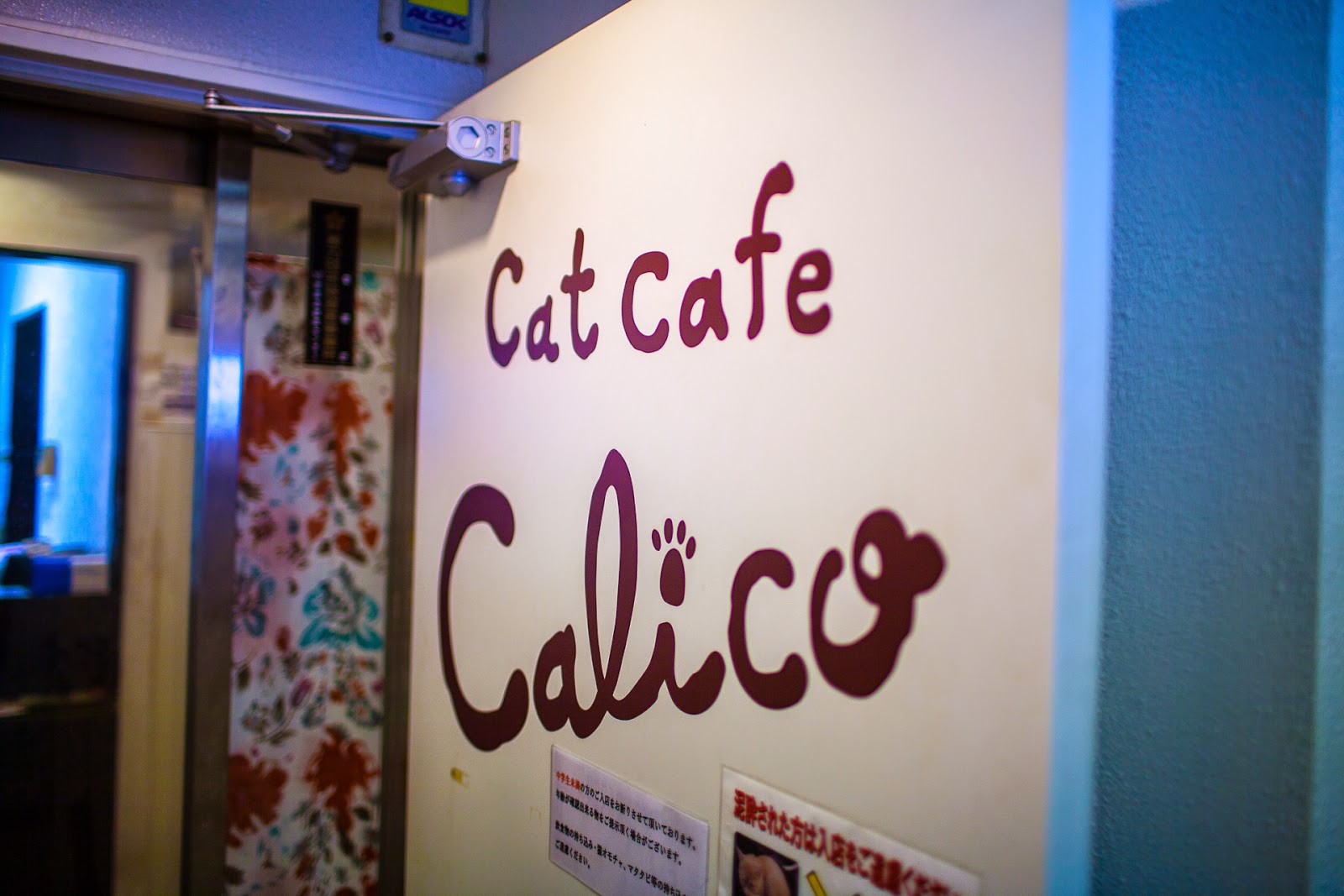 hectoradventures Calico  Cat  Cafe  Shinjuku  Tokyo  Japan 