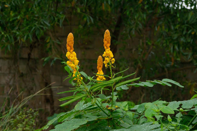 Senna alata