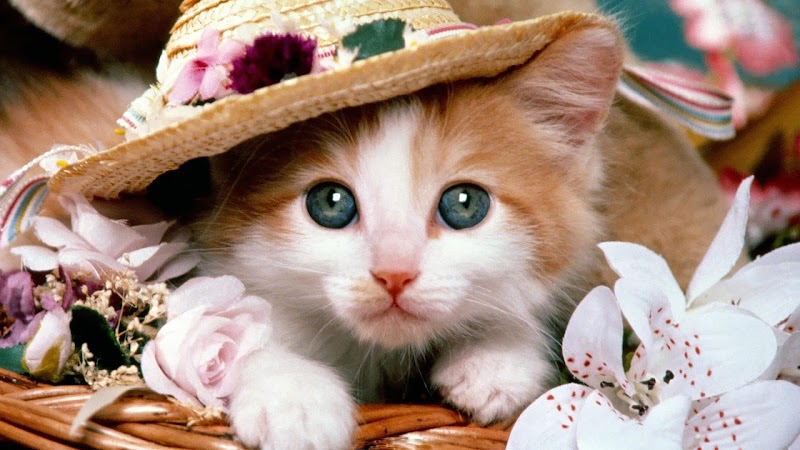 30+ Gambar Wallpaper Kucing Imut