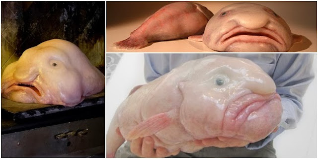 Blobfish