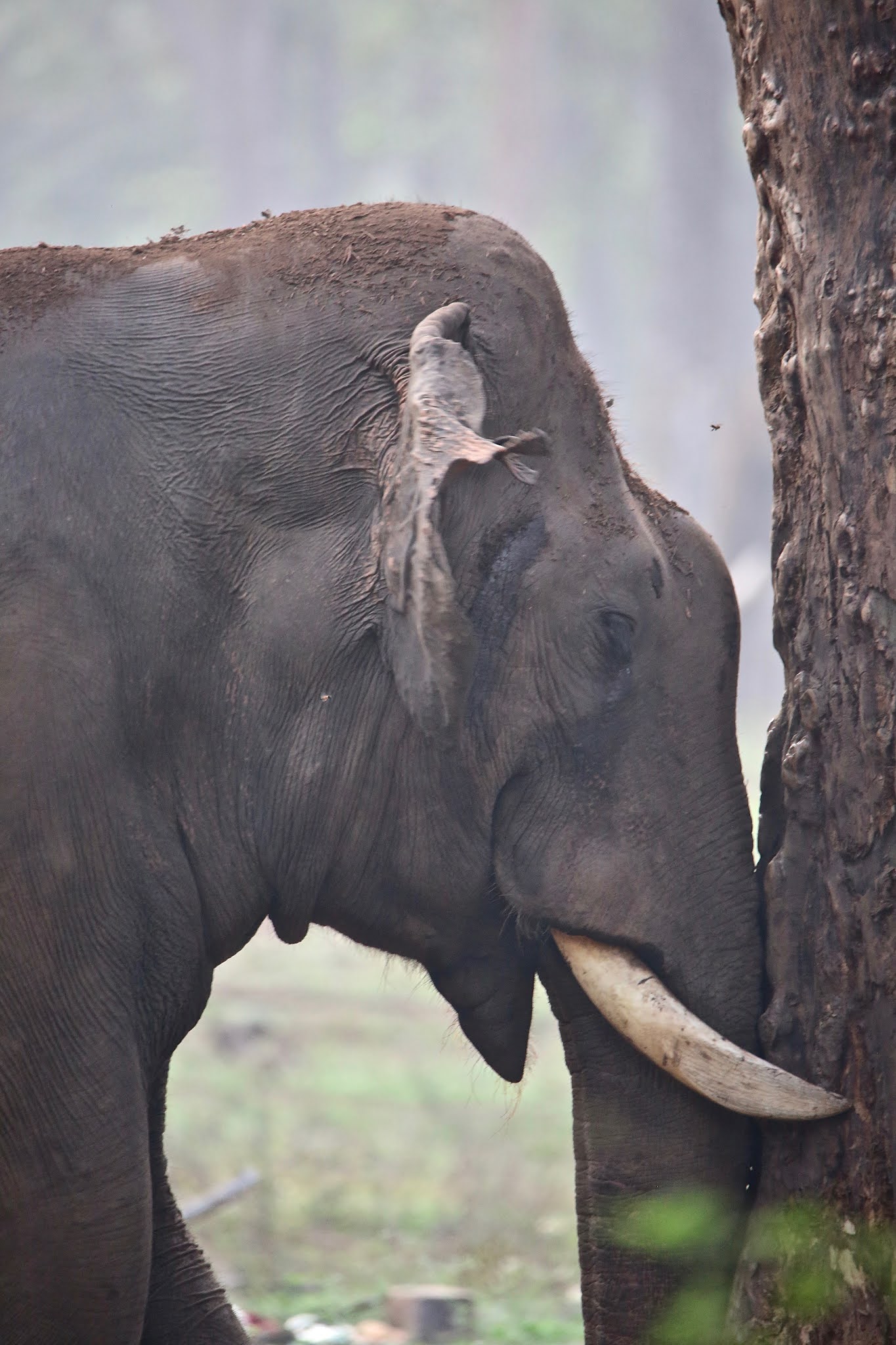 Elephant close up high resolution free