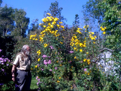 a seed of the larkspur