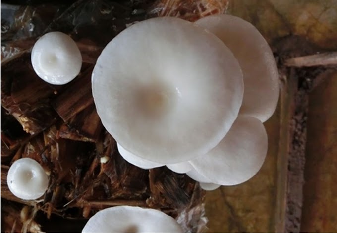 Mushroom 1kg price | Fresh & dry mushrooms | Biobritte mushrooms 