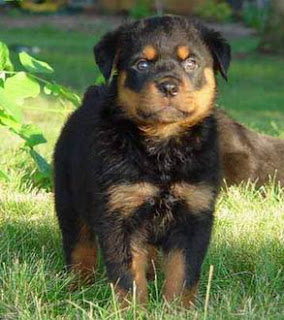 Cachorro rottweiler