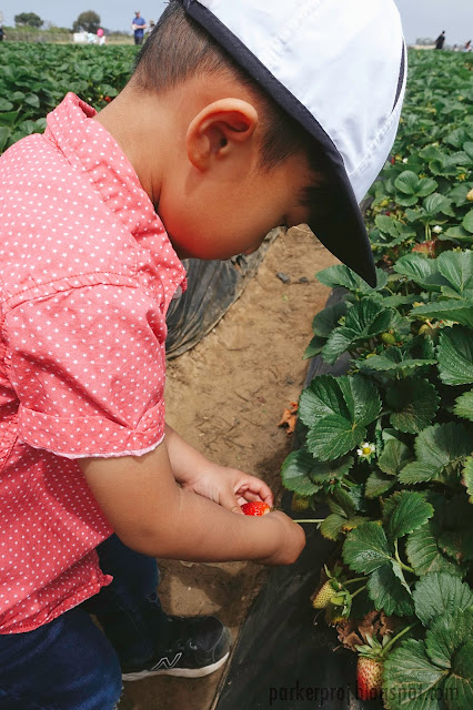 carlsbad strawberry company, strawberry, san diego, san diego kids, san diego family