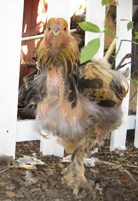 Chickens Molting