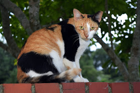 Calico cat, photo via Adobe Stock