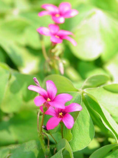 Oxalis debilis