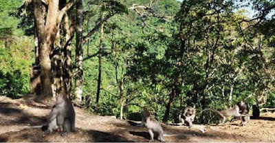 http://www.lomboksociety.web.id/2018/01/fakta-fakta-tentang-wisata-pusuk-monkey.html