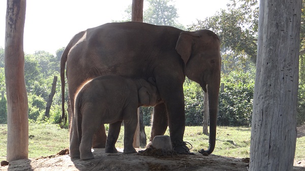 Breeding center Nepal