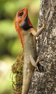 Calotes versicolor, Oriental Garden Lizard