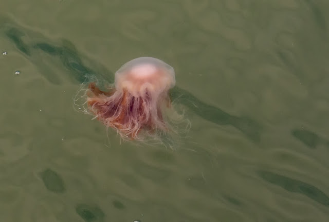 Photo of a lion's mane jellyfish that swam past Ravensdale while we were fishing