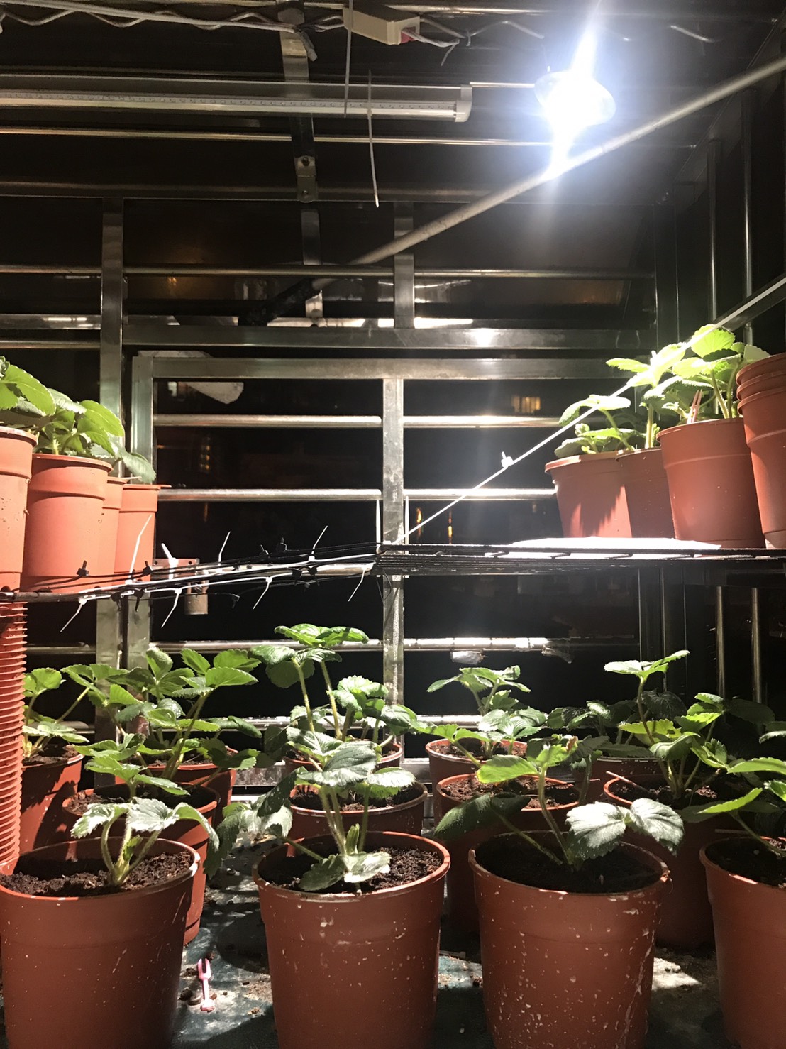 農業最佳處方籤 使用分享 家庭園藝陽台草莓栽培經驗分享 居家型全光譜led植物燈