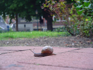 snail:Shelter