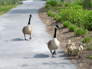 goose family crossing path