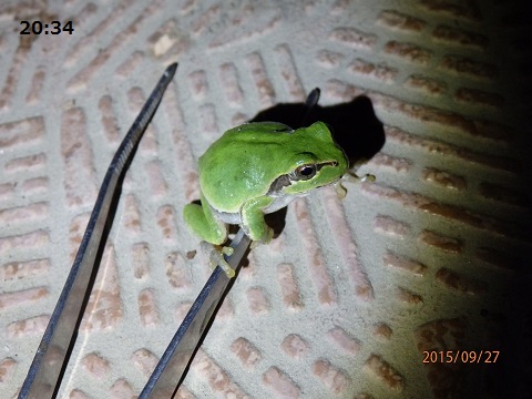 アマガエルのお話 ガン見比べ