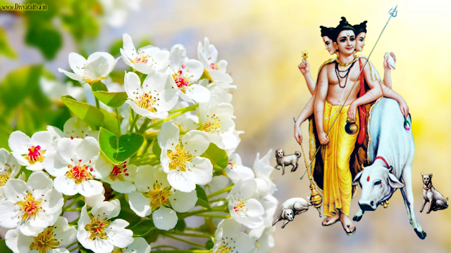 Lord Dattatreya Swamy 8K Wallpapers Photos Images for Free Download