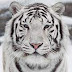 ΠΟΣΟ ΣΠΑΝΙΑ είναι η λευκή τίγρη;