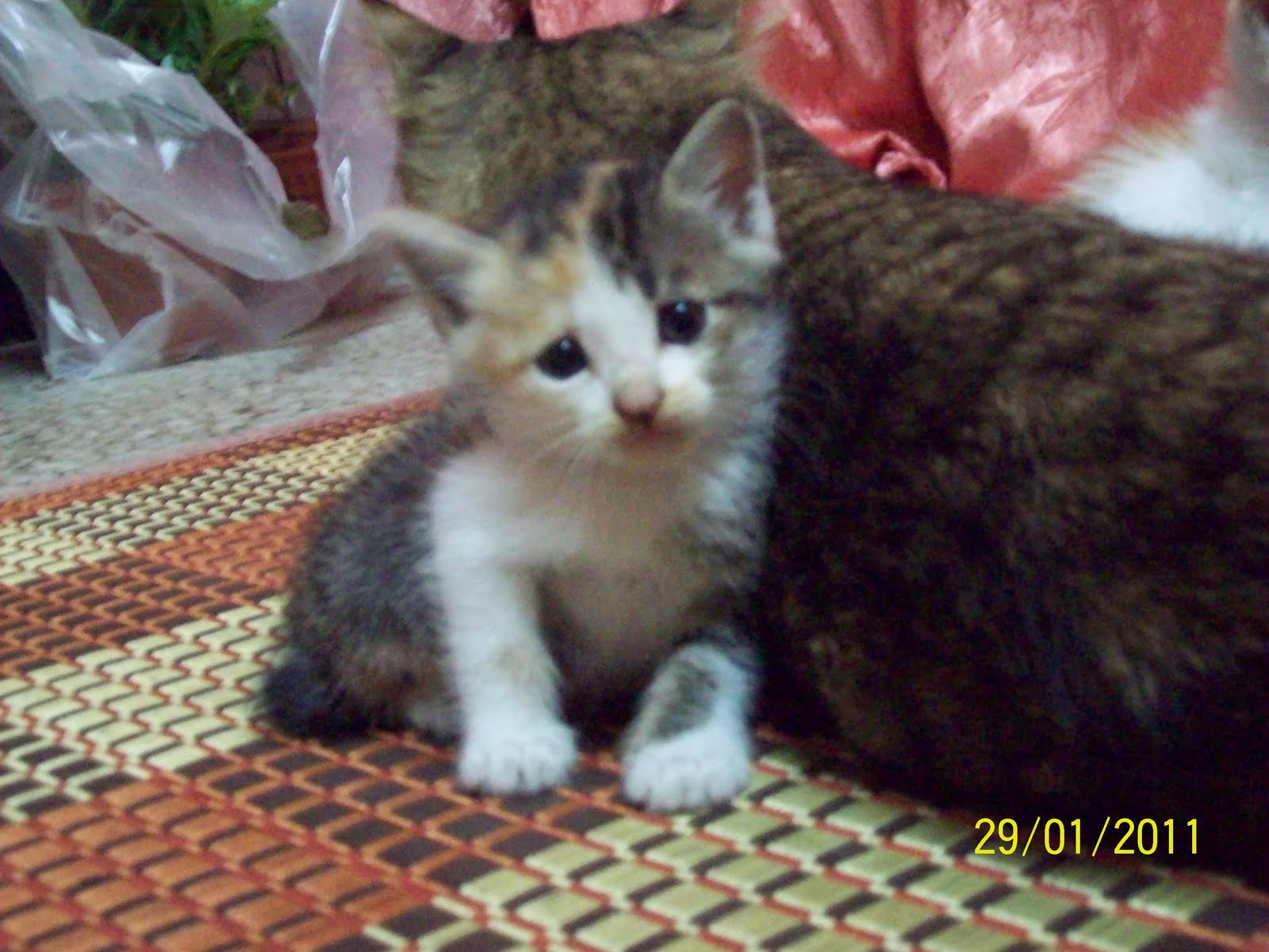 Cinta Manis: Cerita 2 Ekor Anak Kucing