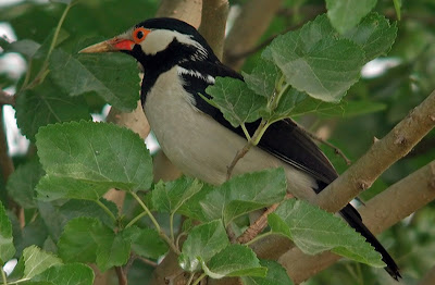 Burung jalak suren