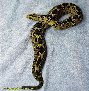 أجمل ثعبان في العالم The most beautiful snake in the world