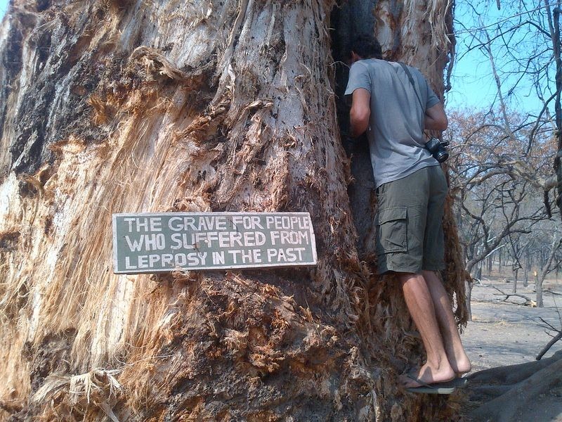 leper-tree-malawi-3