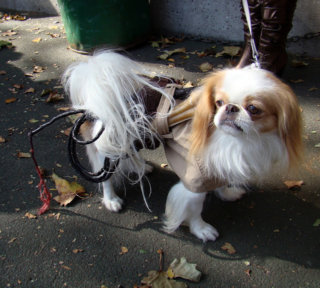 Dog Halloween Costumes