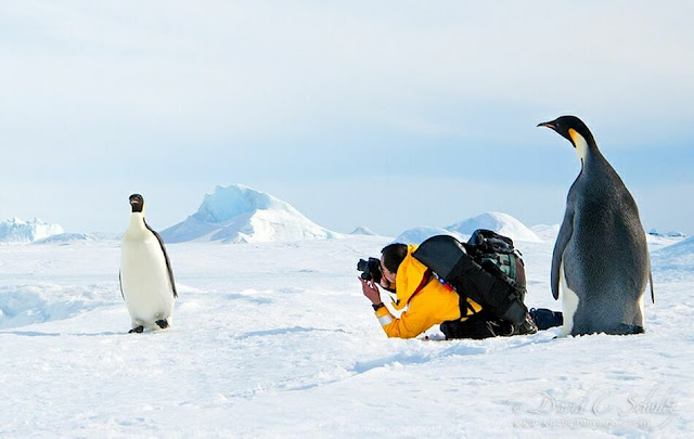 Арктика и Антарктика на снимках Дэвида Шульца