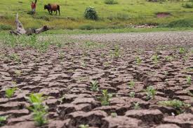 Seca verde preocupa agricultores de Mucambo. 